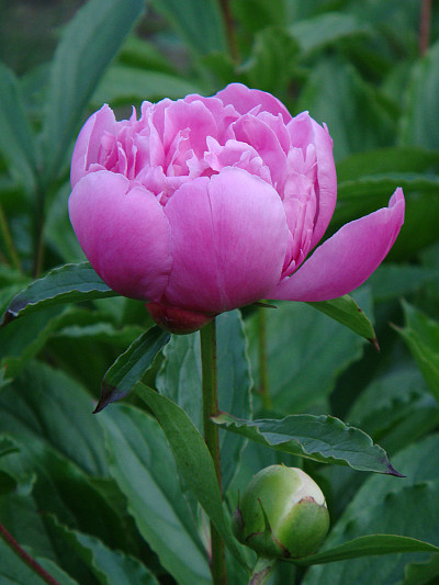 [ピンクのシャクヤク（芍薬）]