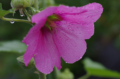 [雨にぬれた芙蓉]