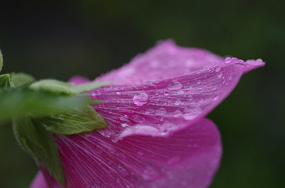 [芙蓉と水滴]