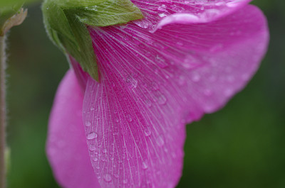 [芙蓉と水滴]