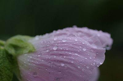 [芙蓉と雨]