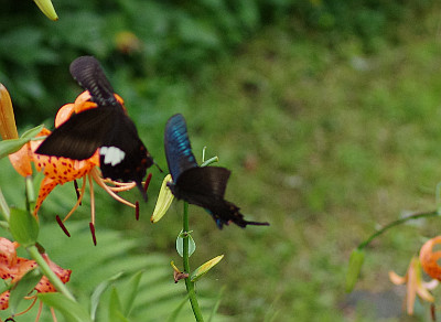 [モンキアゲハのメスとミヤマカラスアゲハのオス]